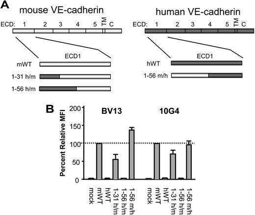 Figure 3. Identification of the disruptive mAb-binding domain. (A) Diagram illustrates the hVE-cadherin1-31/mVE-cadherin32-739 (1-31 h/m), hVE-cadherin1-56/mVE-cadherin57-739 (1-56 h/m), and the mVE-cadherin1-56/hVE-cadherin57-737 (1-56 m/h) chimeric molecules tested. (B) Binding activity of BV13 and 10G4 on 293 cells transfected with the 1-31 h/m, 1-56 h/m, and 1-56 m/h chimeric VE-cadherin proteins, as compared to mock-transfected, and wild-type murine (mWT) and human wild-type (hWT) VE-cadherin, as measured by flow cytometry. Cells were stained with BV13 and 10G4 followed by goat anti–rat-PE secondary antibody to determine relative MFI by flow cytometry analysis (n = 3); error bars represent the standard deviation.