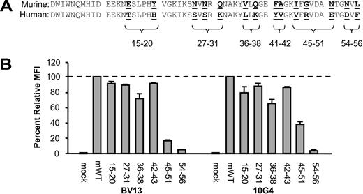 Figure 4. The disruptive mAbs target an overlapping epitope. (A) Alignment of the murine and human VE-cadherin amino acid sequence up to position 56. Differences in the amino acid sequence are underlined and in boldface. Shown are the murine amino acids sequences 15-20, 27-31, 36-38, 41-42, 45-51, and 54-56 that were substituted with corresponding human sequence to generate the human-murine VE-cadherin chimeras (shown in brackets). (B) Binding activity of BV13 and 10G4 on 293 cells transfected with the VE-cadherin chimeras, as compared to mock-transfected and mWT VE-cadherin, as measured by flow cytometry. Cells were stained with BV13 and 10G4 followed by goat anti–rat-PE secondary antibody to determine relative MFI by flow cytometry analysis (n = 3); error bars represent the standard deviation.