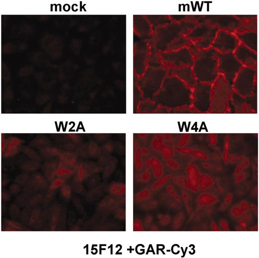 Figure 5. Conserved tryptophans are required for adherens junction formation. (A) CHO cells stably expressing wild-type (mWT), W2A, and W4A mVE-cadherin, along with mock-transduced cells, were examined for the VE-cadherin clustering at adherens junctions by immunohistochemistry (mAb 15F12 + goat anti–rat-Cy3 IgG).
