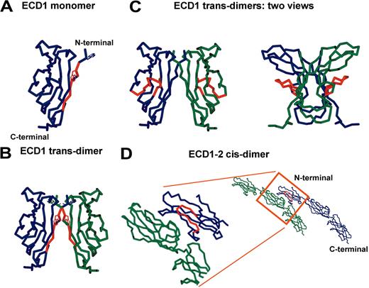 Figure 6. Homology model of VE-cadherin. Structural homology model of murine VE-cadherin ECDs based on the crystal structure of C-cadherin. The epitope of E4G10 (amino acids 4, 5, 7-10) is highlighted in red (A) on the monomer form of VE-cadherin ECD1, and (B) VE-cadherin ECD1 as a trans-dimer. (C) The epitope of BV13 and 10G4 (amino acid sequence 45-56) is highlighted in red on 2 different views of the VE-cadherin ECD1 trans-dimer. (D) The epitope of BV13 and 10G4 (amino acid sequence 45-56) is highlighted in red on cis-interacting VE-cadherin ECD1-2 molecules.