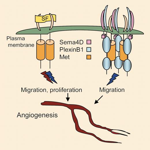 Binding of scatter factor (SF) to the extracellular domain of Met expressed in endothelial cells leads to receptor dimerization and signals to migration and proliferation and eventually, angiogenesis. Clustering of Sema4D-bound Plexin B1 induces Met dimerization in the absence of scatter factor and transduction of proangiogenic signals involving cell migration but not proliferation.