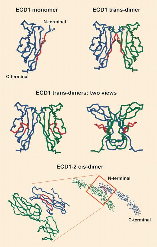 Homology model of VE-cadherin. See the complete figure in the article beginning on page 4337.