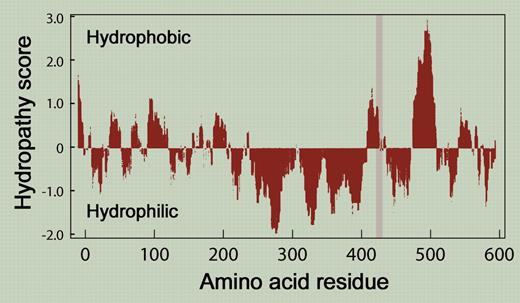 Hydropathy profile of GP Ib α by the method of Kyte and Doolittle. The gray bar denotes the deleted region.
