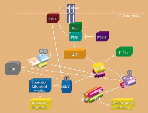 mTOR: Signaling pathways.