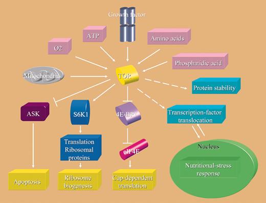 mTOR: A central regulator of cell growth and proliferation.