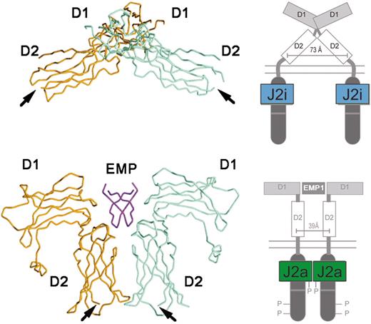 Figure 1. The structure of EPO-R in the absence and presence of an activating ligand. The α-carbon trace of the extracellular domain of EPO receptor in the absence (A) and presence (B) of an activating EPO mimetic peptide (EMP) is shown, along with a cartoon representation of the intracytoplasmic events that ensue upon ligand binding. J2i indicates inactive JAK2; J2a, active JAK2. Adapted from Livnah et al24 and reproduced with permission. Copyright 1999 AAAS.
