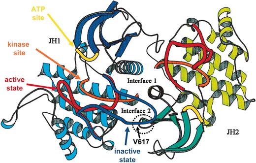 Figure 2. A proposed structure of JAK2. The ribbon diagrams of the JH1 (predominant color blue) and JH2 (predominant color green) domains of JAK2 are shown, modeled on the structure of the dimeric fibroblast growth factor receptor structure. The activation loop of JH1 is shown in 2 possible conformations, active (red) and inactive (blue). The kinase site is shown in orange and the adenosine triphosphate (ATP) binding site in yellow. The site of interaction of JH2 and the activation domain of JH1 is shown encircled, along with the location of Val617. Adapted from Lindauer et al26 and reproduced with permission of Oxford University Press.
