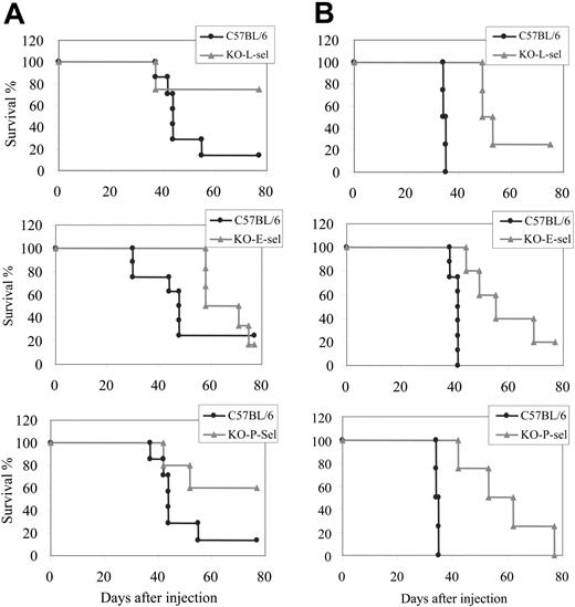 Figure 5. Dissemination of T-cell lymphoma in normal and selectin-deficient mice. Kaplan-Meier survival curves showing the percentage of survival of normal and E-, L-, and P-selectin-deficient C57BL/6 mice after intravenous injection of (A) 5 × 105 and (B) 5 × 106 164T2 T-lymphoma cells.