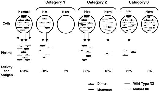 Figure 2. Proposed mechanisms for CRM-negative fXI deficiency. FXI dimers and monomers within circles at the top of the figure represent intracellular protein, arrows indicate secretion, and FXI dimers below the arrows represent plasma fXI. The percentage of activity and antigen values shown are what would be expected, on average, for different mechanisms. Mutations in category 1 prevent or reduce synthesis of fXI polypeptide, and heterozygosity for such a mutation would not affect the product of the normal allele. Glu117Stop is the most common example from this group. Category 2 contains polypeptides that are synthesized but dimerize poorly, resulting in intracellular retention of monomers. Heterozygosity for this type of mutant would have little effect on secretion of product from the normal allele, because the mutant would dimerize poorly with wild-type polypeptide, and heterodimers that do form are secreted. The diagram shows the expected result for the most common mutation in this group, Phe283Leu, which has a partial defect in dimerization. Category 3 includes polypeptides that are synthesized and form dimers, but that are secreted poorly in homodimeric or heterodimeric forms. This category includes Ser225Phe and Cys398Tyr. The mutant polypeptide reduces wild-type fXI polypeptide secretion through formation of nonsecretable heterodimers (dominant-negative effect). Het indicates heterozygote; and Hom, homozygote for fXI gene mutation.