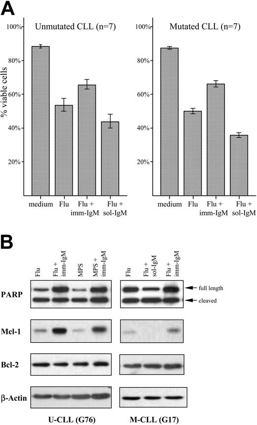 Figure 6. Protection of CLL B cells from fludarabine and MPS-induced apoptosis by imm-IgM. (A) Percentage of viable CLL cells determined by annexin V/PI staining after 48 hours in culture medium, in the presence of fludarabine, fludarabine and imm-IgM, or fludarabine and sol-IgM. Cells were preincubated for 3 hours with imm-IgM or sol-IgM prior to the addition of 20 μM fludarabine. Values represent mean of 7 U-CLL (left panel) and 7 M-CLL (right panel) cases. Error bars indicate SEM. F(ab′)2 fragments were used as sol-IgM in these experiments. (B) Cells were preincubated for 3 hours with sol-IgM-F(ab′)2 or imm-IgM prior to the addition of fludarabine (Flu, 20 μM) or MPS (20 μM). After 40 hours, cells were collected and analyzed for PARP cleavage and expression of Mcl-1 and Bcl-2 by immunoblotting. Membranes were stripped and reprobed with anti-β-actin to ensure equal protein loading. Of 8 experiments (5 M-CLL and 3 U-CLL cases), 2 representatives are presented.