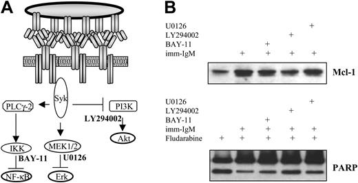 Figure 7. Inhibition of the PI3K/Akt pathway prevents induction of Mcl-1 and abrogates the protective effect of imm-IgM on fludarabine-induced PARP cleavage. (A) Schematic representation of the pathways activated by imm-IgM and their respective inhibitors. (B) Cells were preincubated for 2 hours with the IKK inhibitor BAY-11 (2 μM), PI3K inhibitor LY294002 (10 μM), or ERK inhibitor U0126 (10 μM) prior to the addition of imm-IgM. Fludarabine (20 μM) was added 3 hours later. Cells were collected after 40 hours and analyzed for Mcl-1 expression and PARP cleavage by immunoblotting. The experiment was performed with CLL cells from 3 different cases (2 with mutated and 1 with unmutated VH genes), with similar results. One representative experiment is shown (case G31, U-CLL).
