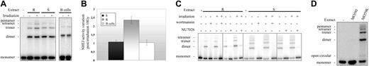 Figure 3. NHEJ DNA repair pathway is overactivated in resistant B-CLL cells after DNA damage. (A) NHEJ activity in untreated cells (Irradiation -) and cells exposed to 10 Gy irradiation (Irradiation +). Assays were carried out using a resistant B-CLL lymphocyte extract (R), a sensitive B-CLL cell extract (S), and an EBV-transformed B-lymphocyte extract (B cells). The results shown are representative of those obtained with all the cell extracts tested (n = 3 for resistant B-CLL samples, n = 3 for sensitive B-CLL samples, and n = 3 for EBV-transformed B-cell samples). (B) Changes in NHEJ activity after exposure to 10 Gy irradiation were calculated from the mean (± SEM) activities recorded in duplicate experiments on 3 different resistant B-CLL cell extracts (R), 3 different sensitive B-CLL cell extracts (S), and 3 different EBV-transformed B-lymphocyte extracts (B cells). (C) NHEJ activity in cells that were either left untreated (-) or treated (+) with 10 Gy irradiation, 1 μM wortmannin, or 10 μM NU7026. Assays were performed on resistant B-CLL cell extracts (R) and sensitive B-CLL cell extracts (S). A representative experiment is shown. (D) NHEJ activity assay with DNA-PKcs-deficient cell line extract (MO59J) and wild-type cell line extract (MO59K). A representative experiment is shown. See Supplemental Figure S1 for more information.