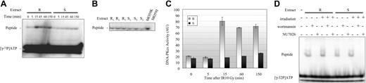 Figure 4. Early increases in DNA-PKcs activity in resistant B-CLL cell extracts after γ-irradiation. (A) DNA-PKcs activity in resistant B-CLL (R) nuclear protein extracts (25 μg/lane) and sensitive B-CLL (S) nuclear protein extracts (25 μg/lane) at the indicated times after treatment with 10 Gy γ-irradiation. The results shown are representative of those obtained in all extracts tested (n = 3 for resistant samples and n = 3 for sensitive samples). (B) DNA-PKcs activity in untreated nuclear protein extracts from 3 resistant B-CLL samples (R1,R2,R3) and from 3 sensitive B-CLL samples (S1,S2,S3). (C) Mean (± SEM) DNA-PKcs activity in 3 resistant B-CLL samples (R) and 3 sensitive B-CLL samples (S) at the indicated times after irradiation. Values are given in arbitrary units (AU). (D) DNA-PKcs activity in resistant (R) and sensitive (S) B-CLL nuclear protein extracts (25 μg/lane) from cells that were either left untreated (-) or treated with 10 Gy irradiation (+, measurements were carried out 15 minutes after irradiation), 1 μM wortmannin, or 10 μM NU7026. A representative experiment is shown. See Supplemental Figure S2 for more information.