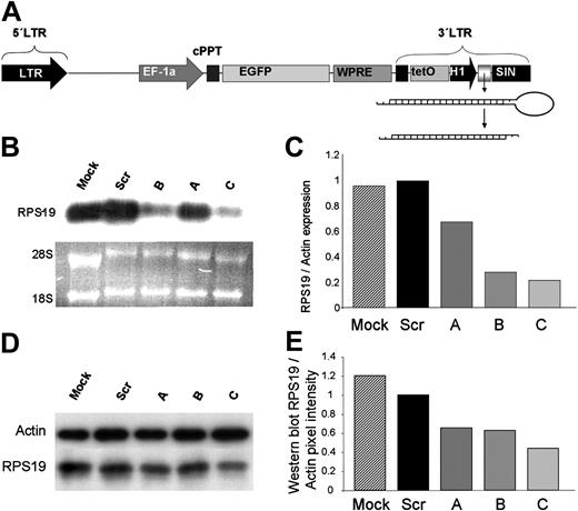Figure 1. Successful RPS19 mRNA knockdown by lentiviral vectors LV-TH-RPS19-A, -B, and -C. (A) The lentiviral construct contains an internal human EF1a promoter expressing enhanced GFP. The 3′ longer terminal repeat (LTR) that is duplicated in the integrated provirus contains a polymerase III-dependent H1 promoter that expresses an RNA hairpin, which is cleaved by the RNA-induced silencing complex to a 21nt siRNA molecule. The LTR also contains a TetO sequence capable of binding a transcriptional repressor, a feature that is not used in this study. cPPT indicates central polypurine tract; EF-1a, elongation factor-1a promoter; WPRE, woodchuck hepatitis virus posttranscriptional regulatory element; and SIN, self-inactivating. (B) Northern blot analysis of total RNA from transduced CD34+ CB cells that were sorted for GFP shows increasing RPS19 silencing in vectors LV-TH-RPS19-A, -B, and -C. (C) Q-RT-PCR (mean from 2 independent experiments) confirms that vector LV-TH-RPS19-A is the least effective and vector LV-TH-RPS19-C is the most effective in the ability to silence RPS19 mRNA. (D) Representative Western blot of CD34+ CB cells sorted for GFP 5 days after transduction. (E) Densitometry analysis of Western blots (mean of 2 independent experiments) 5 days after transduction shows decreasing RPS19 protein levels in CD34+ CB cells transduced with LV-RTH-RPS19-A through -C.