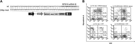 Figure 4. Expression of siRNA-resistant RPS19 rescues proliferation and erythroid differentiation. (A) The RPS19 transgene in the lentiviral construct pLV-mRIY has 24 bases changed to make it resistant to silencing by the RPS19-siRNA B, while producing the wild-type protein. SFFV indicates spleen focus-forming virus promoter. (B) LV-TH-RPS19-B-transduced cells show rescued proliferation and erythroid differentiation 7 days after transduction with the LV-mRIY (RPS19 rescue) vector. Transduction with the control vector LV-YFP (YFP) does not improve the proliferative or erythroid defect. Neither vector has any effect on LV-TH-Scr-transduced cells. Representative FACS profiles from 2 separate experiments are shown. Percentages represent the fraction of cells in each quadrant.