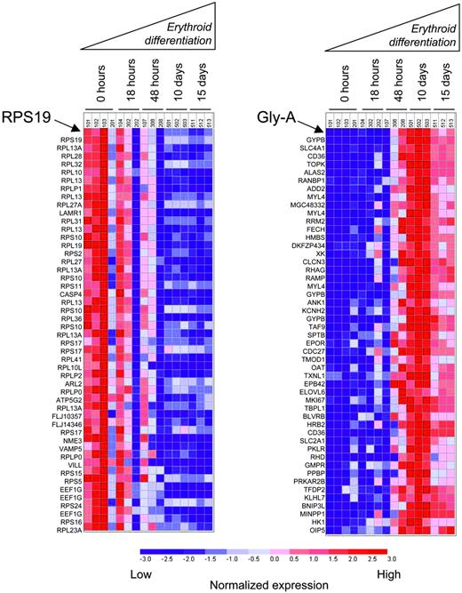 Figure 6. RPS19 is down-regulated during erythroid differentiation. Rows correspond to the expression of individual genes. The 50 nearest neighbors of RPS19 (left) and Gly-A (right) are ranked by Pearson correlation. Columns represent independent microarray experiments of primary CD34+ cells undergoing erythroid differentiation in vitro stimulated by Epo and SCF. The dark red color indicates the highest gene expression, while the deep blue color reflects lowest gene expression. The nearest neighbors of RPS19 and Gly-A are listed in Tables S3 and S4, respectively.
