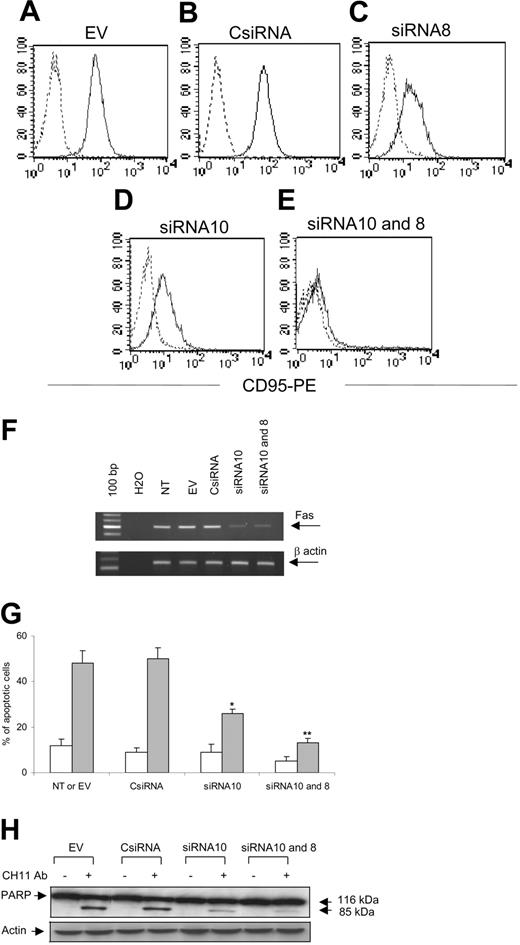 Figure 2. SiRNA knocks down Fas in Jurkat cells and reduces their susceptibility to Fas-mediated death. Jurkat cells were transduced with the EV (A), CsiRNA (B), siRNA8 (C), siRNA10 (D), or sequentially with siRNA10 and GFP-siRNA8 (siRNA10 and 8) (E). After selection, cells were stained with anti-CD95-PE (solid line) or isotype control (dashed lines). (F) The RT-PCR is shown for Fas (top) and β-actin (bottom) using the total RNA extracted from Jurkat cells. (G) Fas mediated-apoptosis is shown in Jurkat cells incubated with (▦) or without (□) CH-11 antibody (20 ng/mL). Data represent the mean ± SD of 3 independent experiments (*P = .01; **P = .001). (H) The PARP protein cleavage in Jurkat cells is shown after incubation with or without CH-11 antibody (top gel). The bottom gel shows the membrane reprobed with anti-β-actin antibody.