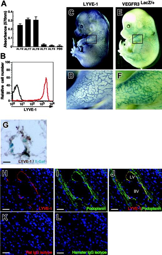 Figure 1. Specificity of novel antibodies (ALY) against mouse LYVE-1. (A) ALY2, 7, and 9 binding to LYVE-1-FLAG revealed by ELISA. Shown is absorbance at 570 nm. Each bar represents the mean ± SD of triplicate assays. (B) ALY7 binding to BaF/LYVE-1 cells was analyzed by FACS. The red line denotes binding of ALY7 to BaF/LYVE-1 cells. The black line denotes background staining seen when BaF/LYVE-1 cells were incubated with only secondary antibodies. (C-D) LECs in mouse embryos at E14.0 were analyzed by whole-mount immunohistochemical staining with anti-LYVE-1 mAb (ALY7). (E-F) The lymphatic endothelial network in E14.0 mouse embryos is visualized by VEGFR-3 expression. To detect VEGFR-3 expression, whole-mount X-gal staining of VEGFR-3LacZ/+ mouse embryos was performed. Panels D and F show higher magnification views of the black square in the upper limb region of panels C and E, respectively. (G) Section of lymphatic vessel in the skin tissues of the VEGFR-3LacZ/+ embryo. X-Gal staining shows that VEGFR-3+ (blue color) are identical to LYVE-1+ (brown color). (H-L) Section of the E14.0 mouse vascular system in body wall was stained with ALY7 (red color in panels H and J), anti-mouse podoplanin mAb (green color in panels I and J), isotype-matched rat IgG (red color in panel K), and isotype-matched hamster IgG (green color in panel L). LYVE-1+ lymphatic vessel (LV in panel J) expresses podoplanin, but blood vessel (BV in panel J) does not. Isotype-matched control antibodies showed no staining in any sections (K-L). Scale bars indicate 10 μm (G) and 20 μm (H-L), respectively.