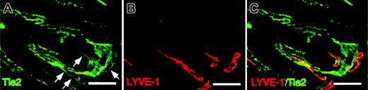 Figure 3. Tie2 expression in LYVE-1+ LECs. (A-C) Cross-sections from intestines of adult mice were stained with Tie2 mAb (green color in panel A) and ALY7 (red color in panel B). Note the Tie2 immunoreactivity in BECs and the weaker staining seen in LECs (arrows). Double staining of LYVE-1 and Tie2 demonstrates that LYVE-1+ LECs are Tie2+ (merged staining in panel C). Scale bars indicate 100 μm.