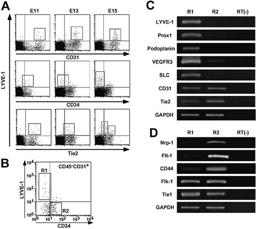 Figure 4. Lower expression level of Tie2 in LECs. (A) FACS analysis of the distribution of LYVE-1+ cells in embryogenesis. E11, E13, and E15 mouse embryos were dissected. Embryonic liver and spleen tissues were excluded microscopically, and other tissues were treated with collagenase and Dispase and used as a source of material for FACS analysis. These cells were double-stained with ALY7 and CD31/PECAM-1 mAb (upper panels), CD34 mAb (middle panels), and anti-Tie2 mAb (lower panels). Box in each panel indicates LYVE-1+ LEC fraction, respectively. (B) Expression of CD34 and LYVE-1 in CD45-CD31+ cells. mRNA was isolated from LYVE-1+ CD34low/- as LECs (R1) or LYVE-1- CD34+ as BECs (R2) from E14 embryos in which liver and spleen tissues were excluded. (C-D) RT-PCR analysis of genes served as markers for LECs/BECs. mRNA from nonsorted cells without reverse-transcriptase treatment was used as a negative control (RT(-)). (C) Note that expression of Prox1, podoplanin, and secondary lymphoid chemokine (SLC) was restricted to R1, and VEGFR-3 expression was very high in R1, whereas CD31/PECAM-1 was expressed equally in both R1 and R2. Tie2 expression in R1 was weaker than that seen in R2. (D) Note that expression of neuropilin-1 (Nrp-1), Flt-1, and CD44 was very high in R2, but faint in R1. In contrast, the transcript of both Flk-1 and Tie1 was equally expressed in R1 and R2, respectively. Expression of GAPDH was used as an internal control.