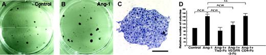 Figure 5. Increases in the number of colonies of LECs by COMP-Ang-1. (A-B) Lower magnification photographs of ALY7-stained LEC colonies are shown. The number of colonies in cultures supplemented with COMP-Ang-1 (B) increased compared to controls (A). (C) Higher magnification photographs of ALY7-stained LEC colonies. Bar indicates 200 μm. (D) Quantitative analysis of ALY7-stained LEC colony formation. Columns represent the relative number of packed round colonies, which is expressed as a percentage against untreated cultures. LEC colonies in culture with COMP-Ang-1 were significantly increased in number compared to those cultured without COMP-Ang-1. The addition of soluble Tie2-Fc reduced the Ang-1-induced increase in the number of colonies to the basal value, whereas the inhibitory effect of VEGFR-3-Fc protein on the Ang-1-induced increase in the number of colonies was partial. The graphs represent the mean ± SEM (n = 6).