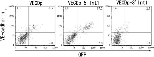 Figure 2. Enhancer activity of the 5′ half of the first intron of the vecd gene in ES cell differentiation cultures. The first intron of the VECD gene was split into 4-kbp 5′ (5′ Int1) and 4.5-kbp 3′ (3′ Int1) fragments, and their enhancer activity was assessed by using the EGFP gene driven by 2.8-kbp 5′ flanking region of the VECD gene (VECDp). ES cell clones harboring VECDp-egfp, VECDp-5′ Int1-EGFP, or VECDp-3′ Int1-egfp were established and induced to differentiate into ECs. GFP expression in the cells in each culture were assessed after staining with anti-VECD mAb and were analyzed using FACS Vantage. Each panel represents the result of clones that showed the highest GFP expression level among each group.