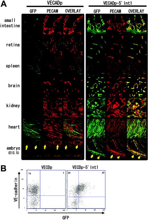 Figure 3. Enhancer activity of 5′ Int1 of the VECD gene in transgenic mice. Transgenic mouse strains harboring VECDp-EGFP or VECDp-5′ Int1-EGFP were established. (A) Histologic sections of the small intestine, retina, spleen, brain cortex, kidney, or heart were prepared from 8- to 10-week-old transgenic mice and were stained by anti-GFP antibody (green) and anti-PECAM-1 mAb (red). Two pictures are merged to show the specificity of expression. GFP expression was detected at varying extent in the small intestine, spleen, kidney, and heart of the VECDp-EGFP transgenic mouse, but not in the brain and retina of the same mouse. On the other hand, a high level of GFP expression was detected in all these organs of VECDp-5′ Int1-EGFP transgenic mice. Note, however, the presence of GFP- PCAM-1+ cells in these tissues. Sagittal sections of E12.5 embryos were prepared from 2 stains of mouse, and expression of GFP and PCAM-1 was examined immunohistochemically. Arrows indicate the dorsal aorta. (B) E12.5 embryos of VECDp-EGFP or VECDp-5′ Int1-EGFP transgenic strains were collected, dissociated to single-cell suspension, stained by anti-VECD CD31 mAbs, and analyzed by FACS Vantage. Expression of VECD and GFP of the CD31+ population is presented.