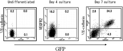 Figure 5. EC-specific gene expression by VECDp-5′ Int1 in ES cell differentiation cultures. The same VECDp-5′ Int1-EGFP ES cell clone as that presented in Figure 2 was cultured on OP9 for inducing differentiation. Undifferentiated ES cells and cells harvested 4 or 7 days after the induction of differentiation were stained with anti-VECD mAb and analyzed by FACS Calibur.