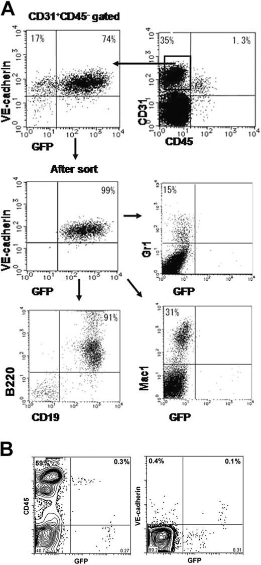 Figure 6. Activity of VECDp-5′ Int1 in hematopoietic cell differentiation. (A) ES cells were cultured on OP9 for 7 days to induce ECs. Activity of VECDp-5′ Int1 in hemogenic ECs was tested by culturing GFP+CD31+VECD+CD45- cells on OP9 under appropriate culture conditions for inducing hematopoietic cell lineages. Gr1+ granulocytes, Mac1+ monocytes, and CD19+B220+ B lymphocytes were induced from GFP+ population, indicating that VECDp-5′ Int1 was active also in hemogenic ECs. GFP expression could not be detected in hematopoietic cell lineages in this culture. (B) GFP expression was measured in the neonatal spleen cells from VECDp-5′ Int1-EGFP transgenic mice after staining with anti-CD45 mAb or anti-VECD mAb. All VECD+ cells expressed a high level of GFP. A dull GFP expression was also detected in a low proportion of CD45+ cells.