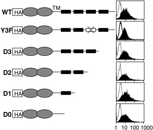 Figure 1. Generation and expression of 2B4 deletion mutants. HA-tagged deletion mutants of 2B4 containing no (D0), 1 (D1), 2 (D2), 3 (D3), or a mutated third (Y3F) ITSM (black boxes) were generated by inserting a stop codon or a point mutation at different positions in the 2B4 cytoplasmic tail. Mutants were expressed in the NK cell line YTS by retroviral gene transfer. Expression was monitored by staining transduced cells with a control antibody (open curve) or an anti-HA antibody (filled curve). TM indicates transmembrane domain.