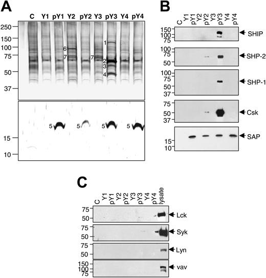 Figure 3. Identification of proteins associated with 2B4 ITSM peptides. (A) A control peptide (c) or peptides corresponding to the 2B4 ITSMs 1 to 4 either nonphosphorylated (Y1-4) or phosphorylated at the central tyrosine (pY1-4) were coupled to beads and incubated with lysate from primary human NK cells. Associated proteins were separated by 10% to 20% SDS-PAGE and visualized by silver staining. The lower part of the gel was developed longer for greater sensitivity. Protein bands that differed between the peptides were cut out and identified by mass spectrometry-based sequencing. The identified proteins were SHIP (1), SHP-2 (2), SHP-1 (3), Csk (4), SAP (5), and Hsp-70 (7). No sequence could be obtained for band no. 6. The experiment was repeated 3 times with the same results. (B-C) A portion of the samples described in panel A, including the lysate of primary human NK cells, was analyzed by 10% to 20% SDS-PAGE followed by Western blotting using the indicated antibodies.
