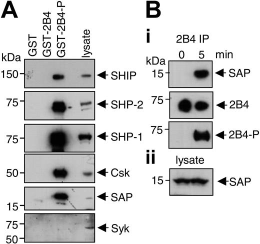 Figure 4. Association of signaling molecules with the cytoplasmic tail of 2B4. (A) A fusion protein of the 2B4 cytoplasmic tail with GST was produced either nonphosphorylated (GST-2B4) or phosphorylated (GST-2B4-P) and coupled to beads. GST alone was used as a control. Beads were incubated with the lysate of NK-enriched PBLs and associated proteins were identified by Western blotting using the indicated antibodies. (Bi) NK cells were mixed with the CD48+ target cell 721.221 for 0 or 5 minutes. 2B4 was immunoprecipitated and analyzed by Western blotting with an anti-SAP monoclonal antibody (top). The blot was reprobed with an antibody against 2B4 (middle) and against phosphotyrosine (bottom) to demonstrate 2B4 phosphorylation and equal immunoprecipitation. (ii) Equal SAP expression was shown by anti-SAP blotting of the lysate.