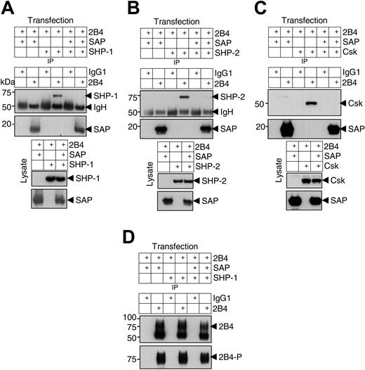 Figure 5. SAP blocks the binding of SHP-1, SHP-2, and Csk to 2B4. 293T cells were transfected with 2B4, SAP, and SHP-1 (A), SHP-2 (B), or Csk (C) as indicated and 2B4 phosphorylation was induced by pervanadate treatment. Samples were immunoprecipitated with a control antibody (IgG1) or with an anti-2B4 antibody and analyzed by Western blotting using the indicated antibodies (top panels). Blots were reprobed with an antibody against 2B4 to check for equal immunoprecipitation of 2B4 followed by antiphosphotyrosine blotting to show 2B4 phosphorylation (a representative blot is shown in panel D). The lysate of the different transfections was analyzed by anti-SAP, SHP-1, SHP-2, or Csk Western blotting to ensure equal expression (bottom panels).