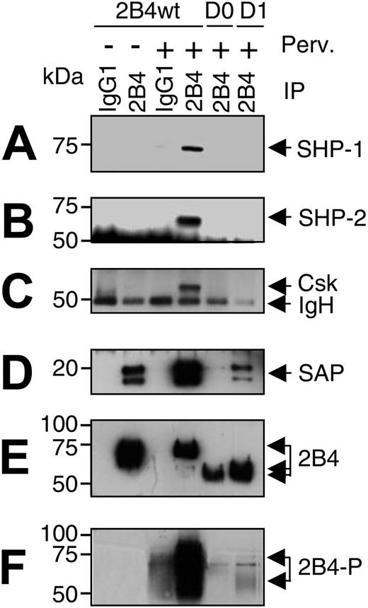 Figure 6. The D1 mutant of 2B4 binds only SAP. 293T cells were transfected with the indicated 2B4 constructs in combination with SHP-1 (A), SHP-2 (B), Csk (C), or SAP (D). Cells were left untreated or treated with pervanadate (Perv), lysed, and immunoprecipitated (IP) with a control antibody (IgG1) followed by an antibody against 2B4. The immunoprecipitate was then analyzed by Western blotting using the indicated antibodies. Blots were reprobed with an antibody against 2B4 to check for equal immunoprecipitation of the different 2B4 mutants (a representative blot from the experiment in panel B is shown in panel E) followed by antiphosphotyrosine blotting to show 2B4 phosphorylation (a representative blot from the experiment in panel B is shown in panel F). The antiphosphotyrosine blot of panel D showed 2B4 wild-type (wt) phosphorylation also in the absence of pervanadate treatment (data not shown). IgH indicates immunoglobulin heavy chain.