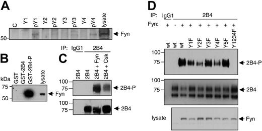 Figure 7. Fyn is recruited to the phosphorylated 2B4 receptor and Csk and Fyn can phosphorylate 2B4. (A) A blot shown in Figure 3C was stripped and reprobed with a rabbit polyclonal anti-Fyn antibody. (B) GST fusion proteins were incubated with the lysate from NK-cell-enriched PBLs as described in Figure 4 and analyzed by Western blotting using a monoclonal anti-Fyn antibody. (C) 293T cells were transfected with 2B4 alone or in combination with Fyn or Csk. Cells were lysed and immunoprecipitated (IP) with a control antibody (IgG1) followed by an antibody against 2B4. The immunoprecipitate was then analyzed by antiphosphotyrosine Western blotting (top blot) and reprobed with an antibody against 2B4 to show equal immunoprecipitation (bottom blot). (D) 293T cells were transfected with the indicated 2B4 mutants alone (-) or in combination with Fyn (+). Y5F is a control mutant affecting a tyrosine at the end of the cytoplasmic tail of 2B4, which is not part of an ITSM sequence. In the Y1234F mutant all ITSMs are mutated. Cells were lysed and immunoprecipitated (IP) with a control antibody (IgG1) followed by an antibody against 2B4. The immunoprecipitate was then analyzed by antiphosphotyrosine Western blotting (top blot) and reprobed with an antibody against 2B4 to show equal immunoprecipitation (middle blot). Similar expression of Fyn was confirmed by anti-Fyn Western blotting of the different lysates (bottom blot).