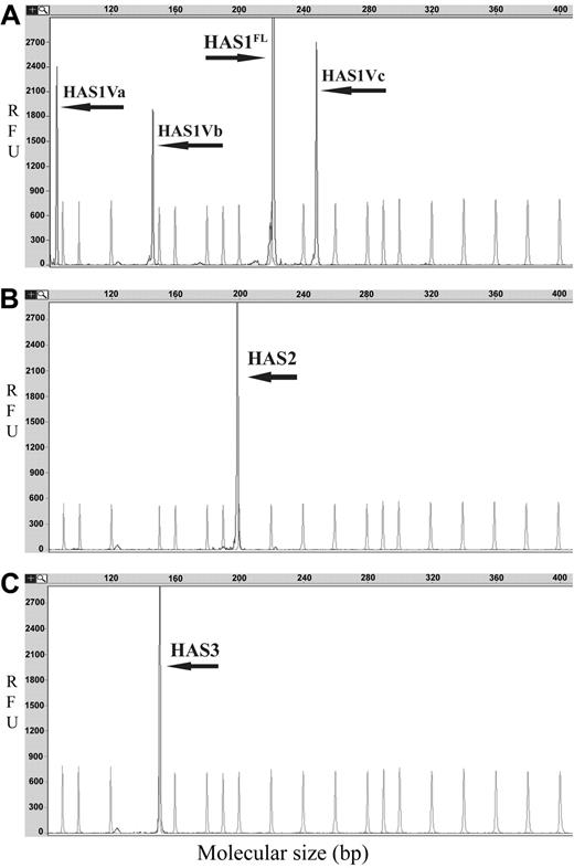 Figure 1. HAS genes are expressed in MM. Representative GeneScan electropherograms for DNA fragment analysis of HAS gene expression are shown. PCR products were obtained by RT-PCR amplification of fragments of HAS genes and aberrant variants. The x-axes represent molecular size (bp) of PCR product, and the y-axes indicate relative fluorescent units (RFU). The arrows indicate product peaks; faded peaks represent internal size standard peaks of LIZ 500 (ABI). (A) Expression of HAS1 and variants; (B) expression of HAS2; (C) expression of HAS3.