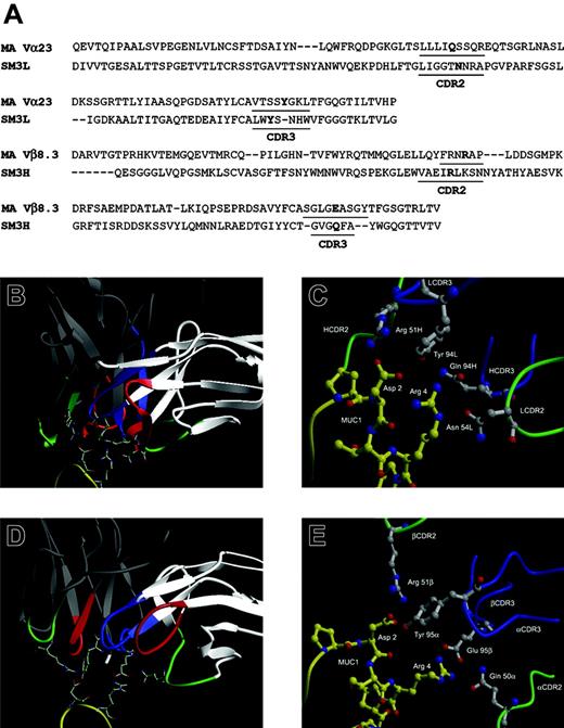 Figure 1. Comparison of the CDR2 and CDR3 regions of the MUC1-specific antibody SM3 and the MA TCR and modeling their interactions with MUC1. (A) Amino acid sequence alignment of SM3 and MA TCR. Numbering corresponds to MA TCR sequence. Residues in bold are hypothesized to be involved in the binding. (B-C) SM3 and (D-E) MA TCR computer-based models of the interactions with the MUC1 epitope. The colors indicate the following: red, CDR1; green, CDR2; blue, CDR3; yellow, MUC1; white, the SM3 light chain and MA TCR α chain; gray, the SM3 heavy chain and MA TCR β chain. Contact residues are shown as stick diagrams with nitrogens in blue and oxygens in red, in close-up comparison of SM3 (C) and MA TCR (E) computer-based models of their interactions with MUC1 and labeled by chain, residue, and number in chain.