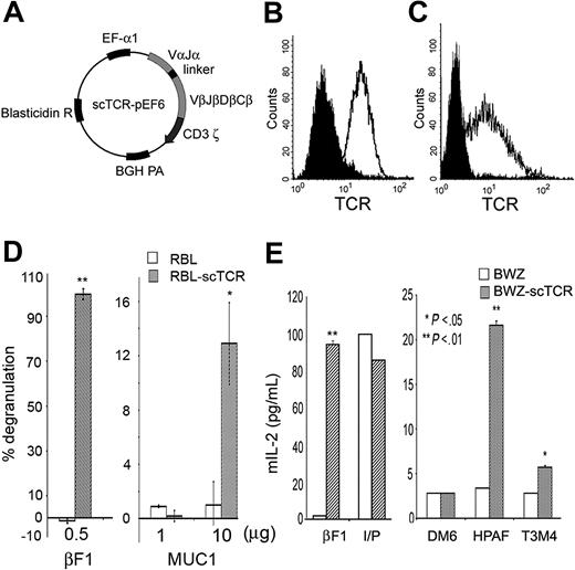 Figure 2. Cells transfected with scTCR recognize MUC1-positive tumors and synthetic MUC1 antigen. (A) Mammalian expression vector encoding MA scTCR gene. The scTCR was cloned into the pEF6 vector. BGH indicates bovine growth hormone; EF-α, elongation factor α. (B) Cell surface expression of the scTCR in RBL cells or (C) BWZ cells stably transfected with the scTCR-pEF6 vector. Cells were stained with anti-TCR βF1 (open histogram) or with isotype control (filled histogram) antibody. (D) Degranulation of RBL cells or RBL-scTCR cells following stimulation with platebound βF1 antibody or MUC1 140-mer peptide. Specific degranulation is presented as percent of maximum degranulation induced by TCR cross-linking with βF1 antibody. (E) IL-2 enzyme-linked immunosorbent assay (ELISA) for BWZ or BWZ-scTCR following stimulation with platebound anti-TCR βF1 antibody, ionomycin plus PMA (I/P), DM6 (MUC1-negative tumor), HPAF, or T3M4 (MUC1-positive tumors). IL-2 in culture supernatant was measured by ELISA, and values were plotted on the y-axis as picograms per milliliter. Cells were stimulated as indicated.
