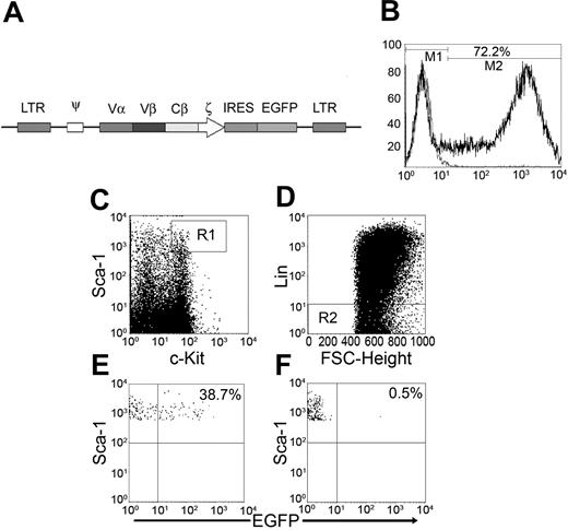 Figure 3. Transduction of the long-term reconstituting hematopoietic stem cell population (c-Kit+ Sca-1+ Lin- Thy1.1-) with scTCR-EGFP MFG retroviral vector. (A) Schematic diagram of the scTCR-EGFP MFG retroviral vector. (B) BM cells transduced with the scTCR-EGFP MFG retroviral vector were stained on day 7 in culture for hematopoietic stem cell surface markers (c-Kit and Sca-1) and for lineage markers (Lin). Cells that expressed high levels of Sca-1 and c-Kit (C) and that lacked expression of Lin (D), R2, and R3 were gated on and were plotted against EGFP (E). FSC indicates forward scatter. (F) Mock-transduced BM cells. All cells in culture were Thy1.1- (not shown). Percentages are percentages of EGFP+ cells.