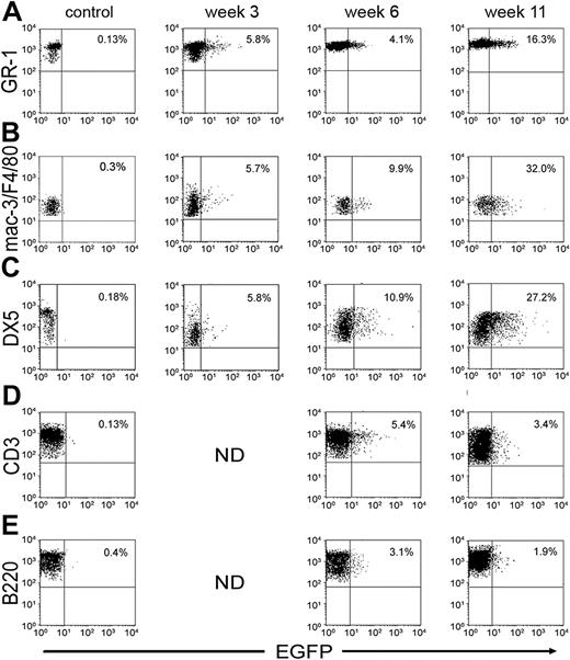 Figure 4. Detection of scTCR-expressing cells at various times after reconstitution with transduced BM cells. Mice were bled at indicated time points, and leukocytes were stained for the appropriate cell surface markers plotted on the y-axis: (A) GR-1 for granulocytes, (B) Mac-3 or F4/80 for monocytes/macrophages, (C) DX5 for NK cells, (D) CD3 for T cells, and (E) B220 for B cells. EGFP expression is plotted on the x-axis. Percentages of EGFP-positive cells in each lineage are indicated.