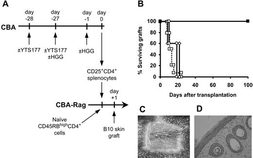 Figure 4. Activated CD25+CD4+ cells generated against the unrelated antigen HGG can regulate skin allograft rejection. (A) CBA mice were pretreated with the YTS177/HGG + HGG reactivation protocol or with relevant control protocols. At day 0, 2 × 105 CD25+CD4+ T cells from these donors were cotransferred with 105 naive CD45RBhighCD4+ cells into CBA-Rag-/- recipients. These reconstituted mice then received transplants of B10 skin allografts 1 day later. (B) Skin allograft survival. □ CD45RBhighCD4+ cells only (group i: MST, 11.5 days, n = 14); ▪ CD45RBhighCD4+ cells + CD25+CD4+ cells from mice pretreated with 200 μg YTS177 on days -28 and -27 and with 500 μg HGG on days -27 and -1 (group ii: MST, > 100 days, n = 5; P < .05 versus group i); ○ CD45RBhighCD4+ cells + CD25+CD4+ cells from mice pretreated with 500 μg HGG only on days -27 and -1 (group iii: MST, 20 days, n = 5; P = .21 versus group i); ⋄ CD45RBhighCD4+ cells + CD25+CD4+ cells from mice pretreated with 200 μg YTS177 only on days -28 and -27 and 500 μg HGG on day -27 (group iv: MST, 21 days, n = 5; P = .21 versus group i). (C) Representative skin graft from group ii 100 days after transplantation. (D) Histology of graft in panel C (H&E).