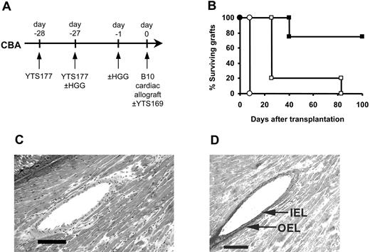 Figure 5. Induction of tolerance to HGG followed by HGG readministration can facilitate the acceptance of primary cardiac allografts. (A) CBA mice were pretreated with the YTS177/HGG + HGG reactivation protocol or with YTS177 only. These mice then received transplants of B10 cardiac allografts on day 0 with or without adjunctive anti-CD8 antibody therapy. (B) Cardiac allograft survival. ○ YTS177/HGG + HGG reactivation protocol (200 μg YTS177 on days -28 and -27 and 500 μg HGG on days -27 and -1; group i: MST, 8 days, n = 5); □200 μg YTS177 on days -28 and -27 and 200 μg YTS169 on day 0 (group ii: MST, 26 days, n = 5; P < .05 versus group i); ▪ YTS177/HGG + HGG reactivation protocol plus anti-CD8 antibody day 0 (200 μg YTS177 on days -28 and -27, 500 μg HGG on days -27 and -1, and 200 μg YTS169 on day 0; group iii: MST, > 100 days, n = 4; P < .05 versus groups i and ii). (C) Histology of long-term surviving graft from group iii, ▪ (H&E). Scale bar = 100 μm. (D) Long-term surviving graft from group iii, ▪, stained with Elastin van Giessen stain to demonstrate internal elastic lamina (IEL) and outer elastic lamina (OEL). Scale bar = 100 μm.