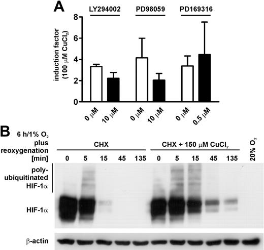 Figure 3. Molecular mechanism of HIF-1α protein stabilization by CuCl2. (A) Hep3B hepatoma reporter cells (subline HRB5) were treated with or without 100 μM CuCl2 for 24 hours in the presence or absence of the indicated kinase inhibitors under normoxic conditions. Shown are mean induction factors of luciferase activity ± SD of n = 3 independent experiments. (B) Hep3B cells were kept under hypoxic conditions in the presence or absence of 150 μM CuCl2 before the addition of 20 μM cycloheximide (CHX) to block translation. Following reoxygenation for the indicated time periods, HIF-1α levels were determined by immunoblotting as in Figure 2. Subsequent detection of β-actin served as control for equal loading.