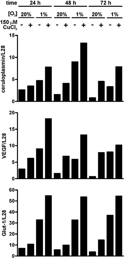 Figure 6. Induction of ceruloplasmin mRNA by hypoxia and CuCl2 in Hep3B hepatoma cells. Real-time PCR quantification of reverse transcribed ceruloplasmin, VEGF, Glut-1, and L28 mRNA levels in Hep3B cells treated with 150 μM CuCl2 under normoxic or hypoxic conditions for the indicated time periods. Shown are mRNA copy numbers relative to the L28 control as measured in duplicate.