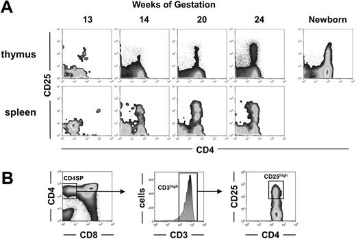 Figure 1. Development of CD4+CD25+ cells during human fetal ontogeny. (A) Thymic and splenic T cells from fetuses of the indicated ages and from one 8-week-old newborn were analyzed by flow cytometry for CD4 and CD25 expression. Density plot windows shown are gated on CD3+ lymphocytes. (B) Successive gates used to determine the proportion of CD25hi cells among CD3hiCD4+CD8-SP cells reported in Table 1 are shown.