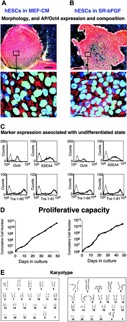 Figure 1. SR-bFGF maintains hESCs in an undifferentiated state. Human ESCs (H9 cell line) were cultured over 14 passages in either MEF-CM (left column) or in SR-bFGF (right column). (A-B) Double alkaline phosphatase (AP) and Oct4 immunostaining. In the undifferentiated area of the colonies, nuclei were costained for Oct4 (green) and DAPI (blue), resulting in a merged color (aqua). The AP (red) was detected in the cytoplasm regions. Bar = 200 μm in row 1 and 20 μm in row 2. (C) Expression of intracellular Oct4 and cell surface markers SSEA-4, Tra-1-60, and Tra-1-81 was analyzed by flow cytometry. Dotted lines indicate isotype controls. (D) Proliferation capacity. (E) Karyotype (21 passage in SR-bFGF culture).