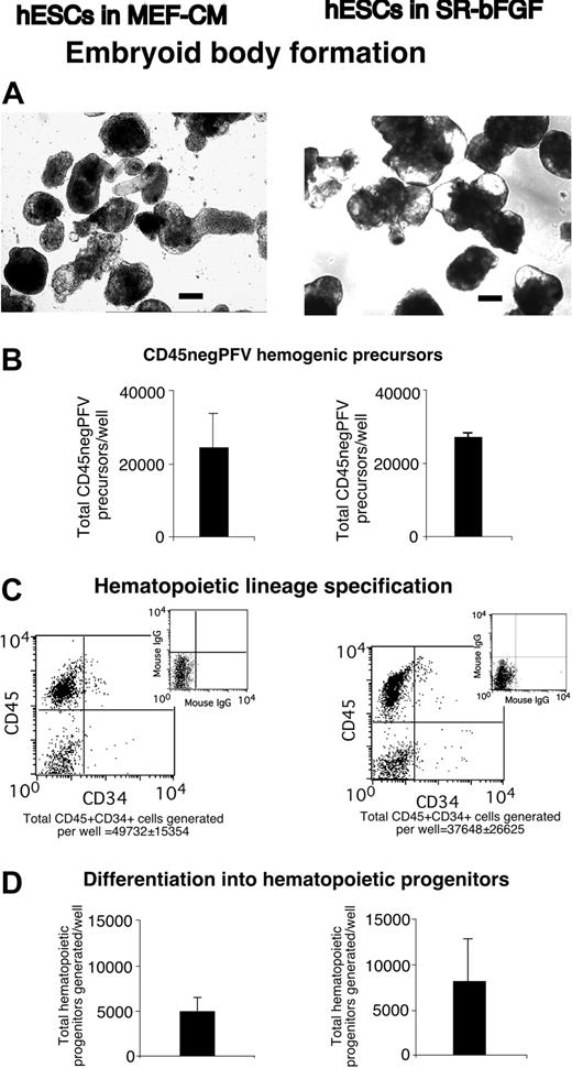 Figure 3. SR-bFGF-maintained hESCs undertake hematopoietic development. In comparison with MEF-CM-cultured hESCs (left column), SR-bFGF-cultured hESCs (right column) displayed the similar following properties after differentiation: (A) formation of hEBs (bar = 100 μm), (B) generation of CD45negPFV hemogenic precursors at day 10 of hEB development,9 (C) expression of the panleukocyte hematopoietic marker CD45 and primitive hematopoietic marker CD34 at day 22 of hEB development, and (D) generation of hematopoietic progenitors determined by clonogenic colony-forming unit assay at day 22 of hEB development.