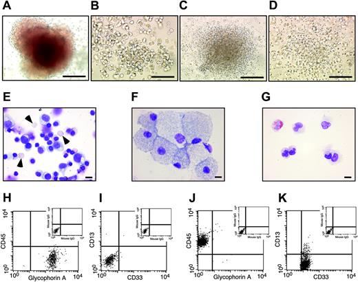 Figure 4. Hematopoietic cells derived from SR-bFGF-maintained hESCs have characteristic hematopoietic progenitor properties. Hematopoietic cells derived from SR-bFGF-maintained hESCs were identical to those derived from MEF-CM-maintained hESCs and produced characteristic hematopoietic CFU subtypes, including erythroid (A), macrophage (B), granulocyte (C), and granulocyte-macrophage colonies (D); scale bars = 100 μm. The cells prepared from an erythroid colony showed mature enucleated erythrocytes (arrowheads) and immature erythrocytes (E), from a macrophage colony showed macrophage morphology (F), and from a granulocyte colony showed mature neutrophils and eosinophils (G); Wright Giemsa staining; scale bars = 10 μm. The cells from erythroid colonies were stained positive for erythroid marker glycophorin A and negative for panleukocyte marker CD45 and myelomonocytic markers CD33 and CD13 (H-I). In contrast, the cells from granulocyte colonies were stained negative for glycophorin A and positive for CD45, CD33, and CD13 (J,K).
