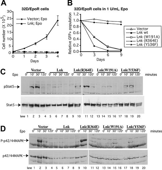 Figure 3. The SH2 domain of Lnk is required to inhibit Epo-dependent growth and signaling pathways in 32D/EpoR cells. (A) Overexpression of Lnk in 32D/EpoR cells inhibits cell growth in response to Epo. We introduced either vector alone or wild-type Lnk into 32D/EpoR cells and determined the proportion of infected cells as those that express GFP, 2 days later. We then measured the GFP+ percentages and counted total cell numbers every day. The numbers of vectoror Lnk-expressing GFP+ cells were then calculated and plotted (mean ± SD). (B) We introduced the wild-type or the mutant Lnk cDNA constructs into 32D/EpoR cells. Two days after infection, we cultured the cells in 1 U/mL Epo, and measured the GFP+ fraction every 3 days thereafter. The percentage of GFP+ cells relative to that at 2 days after infection was plotted. Results shown are representative of more than 5 independent experiments. (C-D) 32D/EpoR cells infected with either vector alone or the wild-type or the mutant forms of Lnk were purified, stimulated with Epo, and lysed at indicated intervals followed by Western blotting analysis. (C) Stat5 phosphorylation and protein levels after Epo administration. (D) P42/44 MAPK phosphorylation and protein levels after Epo administration. Representatives of 3 independent experiments are shown.