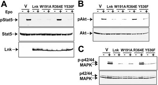 Figure 6. The Lnk SH2 domain is required to inhibit Epo-induced signaling pathways in primary erythroid cells. Ter119- erythroid progenitors were purified, infected with either vector alone, wild-type Lnk, or the Lnk SH2 mutant, and directly cultured in Epo for 14 to 16 hours. Subsequently, the cells were starved for 2 hours and stimulated with Epo for 10 minutes. Protein lysates from equal cell numbers were subjected to Western blotting analysis. Phosphorylation and total protein levels of Stat5 (A), Akt (B), and p42/44MAPK (C) are shown. Lnk protein levels are shown in the bottom panel of A. Five independent experiments were performed and representative results are shown here.